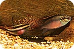 pelvicachromis_pulcher