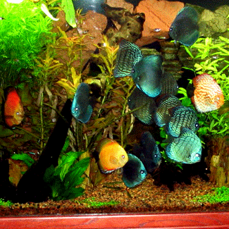 udovit pogled na bogat akvarij 
 s 5 vrstami 6cm diskusov.Vedno
 prisoten BLUE DIAMOND.Barve 
 rib se lepo ujemajo z zeleno barvo
 rastlin.