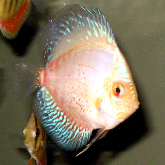 Red Tiger with Metallic blue fins
