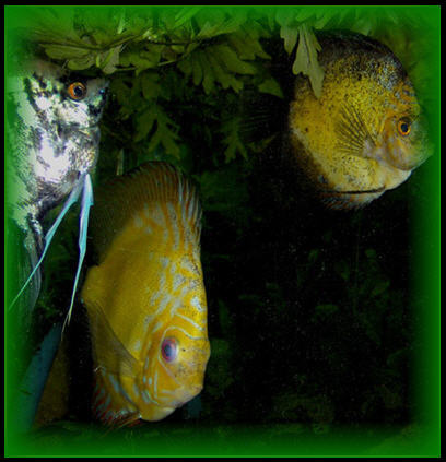 DISCUS,SKALARKA