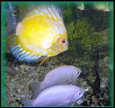 DISCUS,2X BLEDI GURAMI