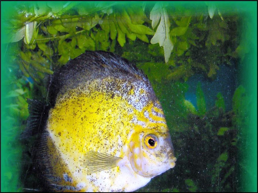 -DISCUS- v mojem
akvariju.
Naravna velikost.